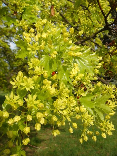 Acer platanoides fleur